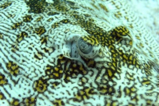 fotografias en buceo